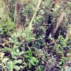 Site